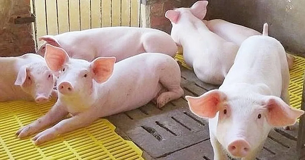 Giá heo hơi hôm nay 20/5/2026: Nhiều địa phương trượt giá thêm 1.000 đồng/kg