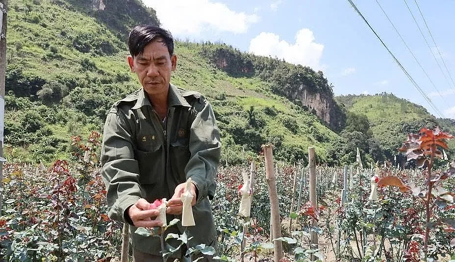 Một nông dân Sơn La mạnh dạn triển khai mô hình mới trên đất lúa cũ, thu lãi hơn 350 triệu đồng/năm