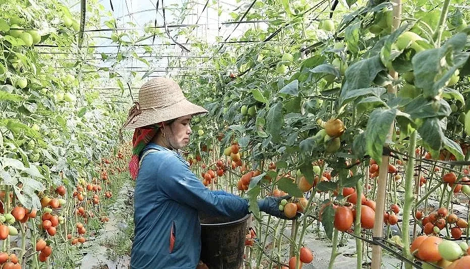 nông dân Sơn La 1