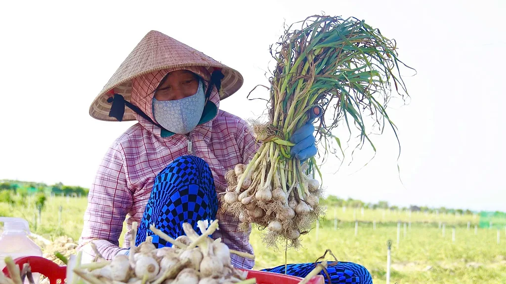 Lý Sơn chủ động giữ nguồn nước giữa cao điểm nắng hạn