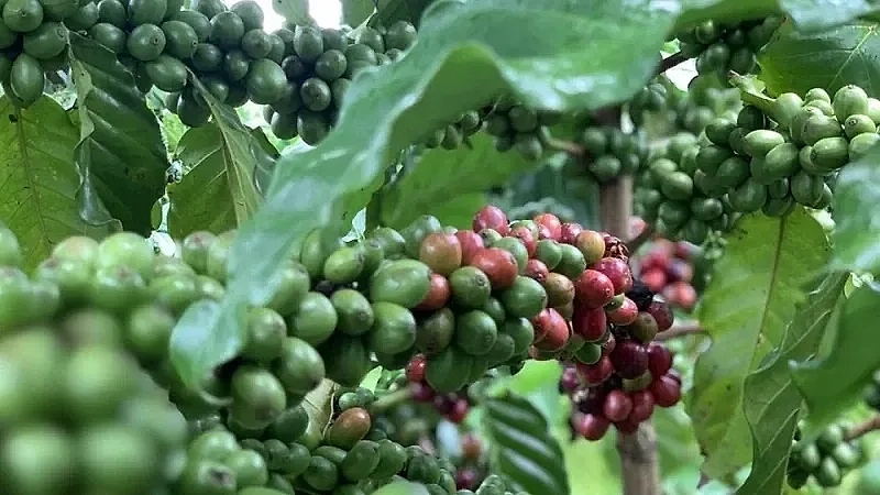 Giá cà phê hôm nay 25/5/2026: Tăng nhẹ, nông dân giữ hàng chờ giá cao hơn