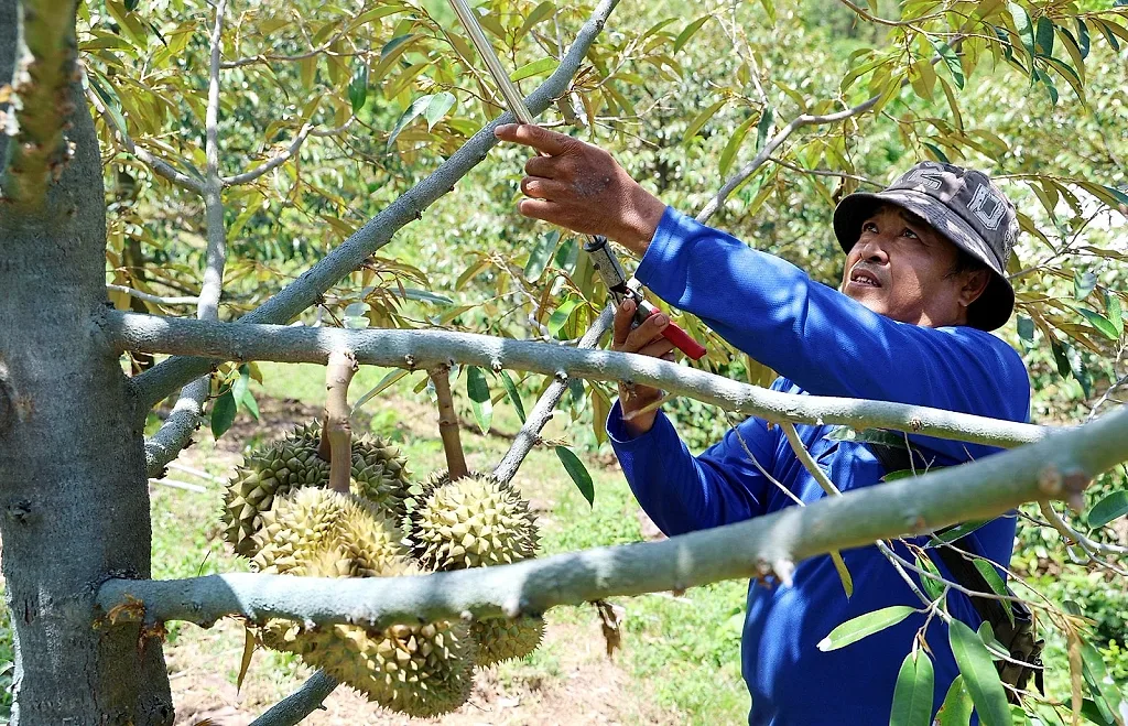 Nông dân An Giang quyết tâm làm giàu với trái "thơm phưng phức" trên vùng đồi cằn cỗi