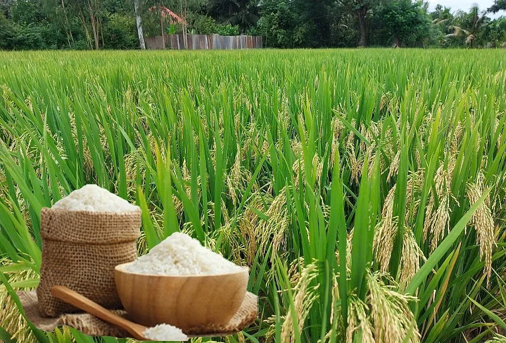 Giá lúa gạo hôm nay ngày 25/5/2026: Gạo xuất khẩu đảo chiều giảm nhẹ