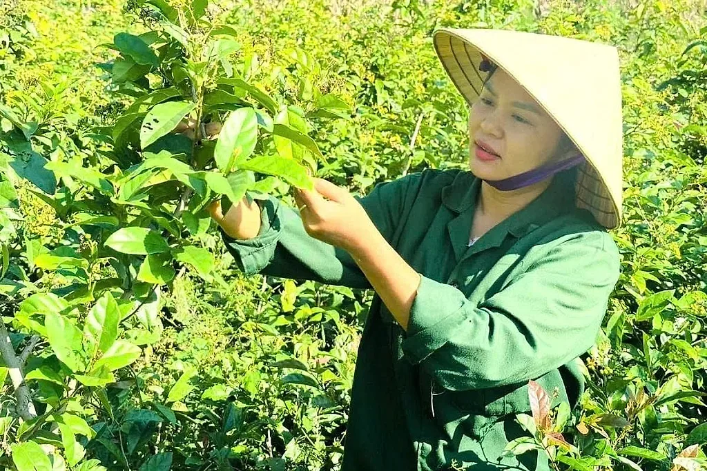 nông dân Phạm Thị Hậu