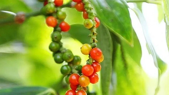 Giá tiêu hôm nay 26/5/2026: Xuất khẩu hồ tiêu tăng mạnh