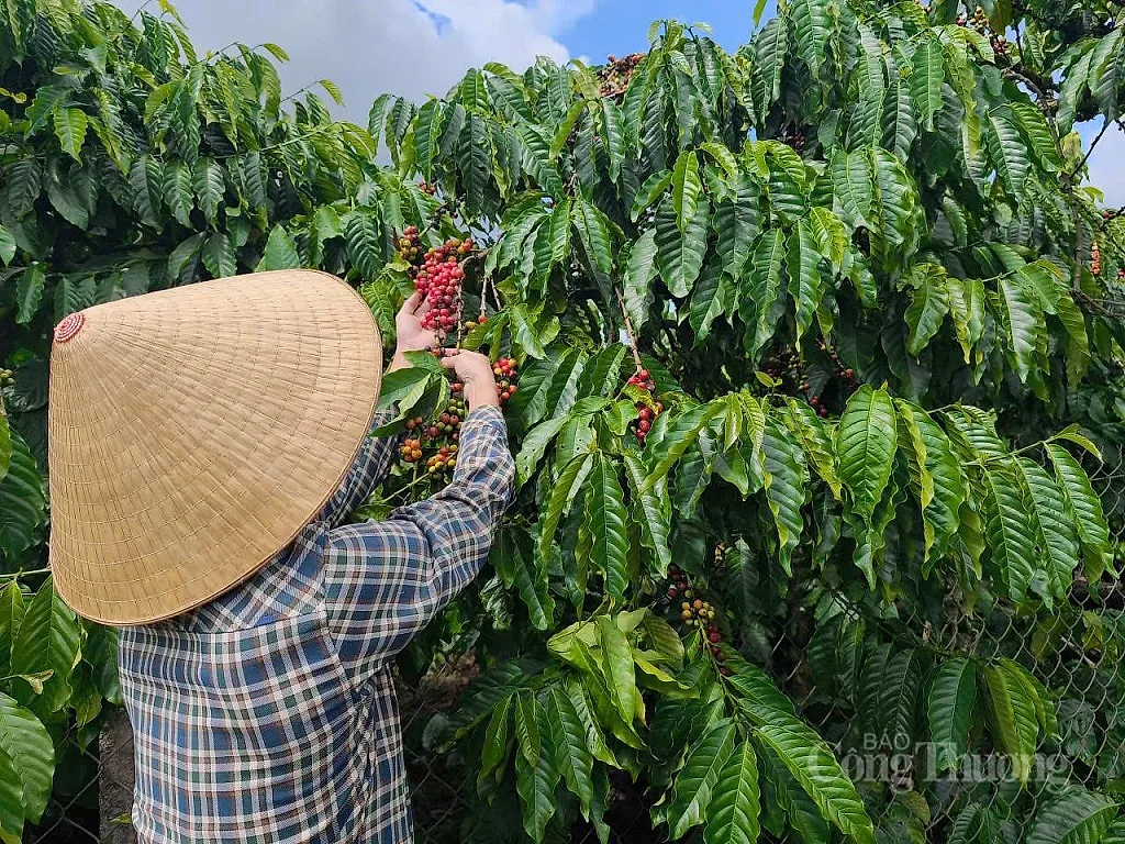 Giá cà phê hôm nay 26/5/2026: Dao động dưới mốc 88.000 đồng/kg