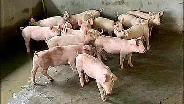 Giá heo hơi hôm nay 26/5/2026: Tăng vài nơi