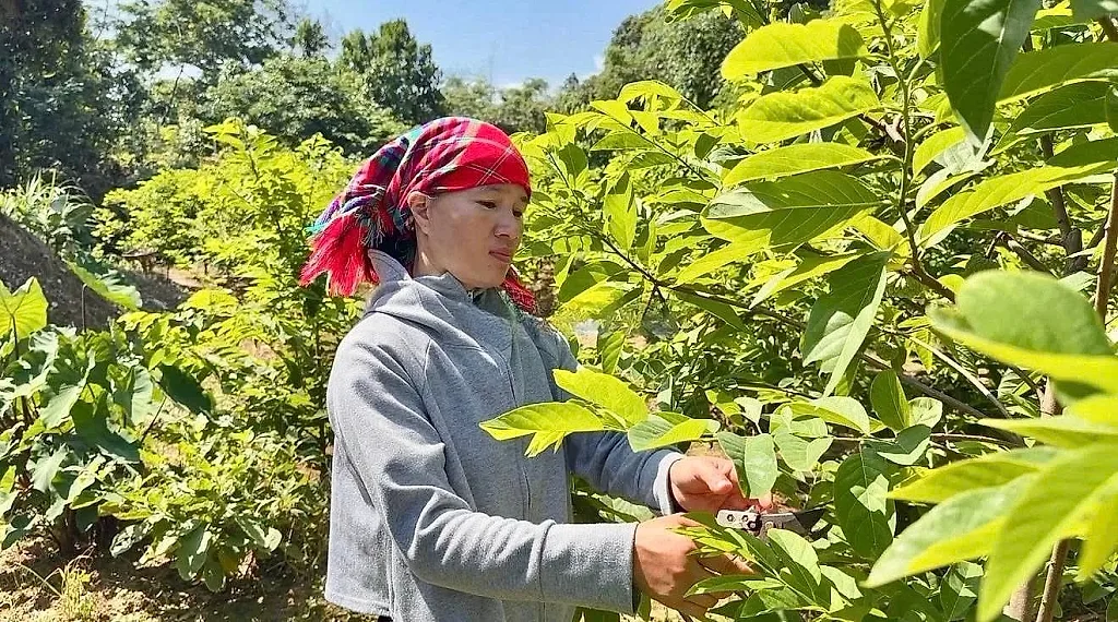 Nông dân Lào Cai trồng na