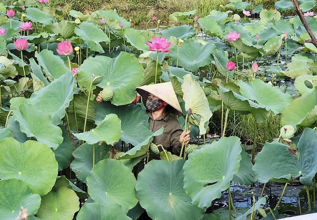 Nông dân ở Quảng Trị đổi đời nhờ mô hình kinh tế gắn với cây sen, cho thu nhập 60 - 70 triệu đồng