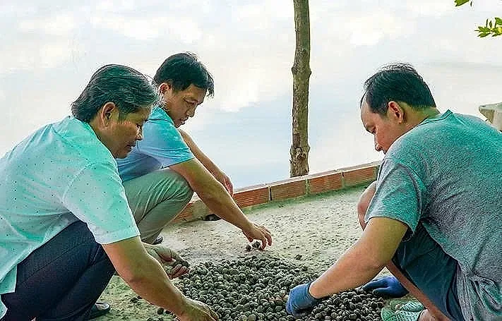 Nông dân Cà Mau nuôi sò huyết