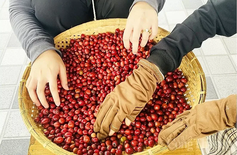 Giá cà phê thế giới đồng loạt giảm do áp lực nguồn cung Brazil