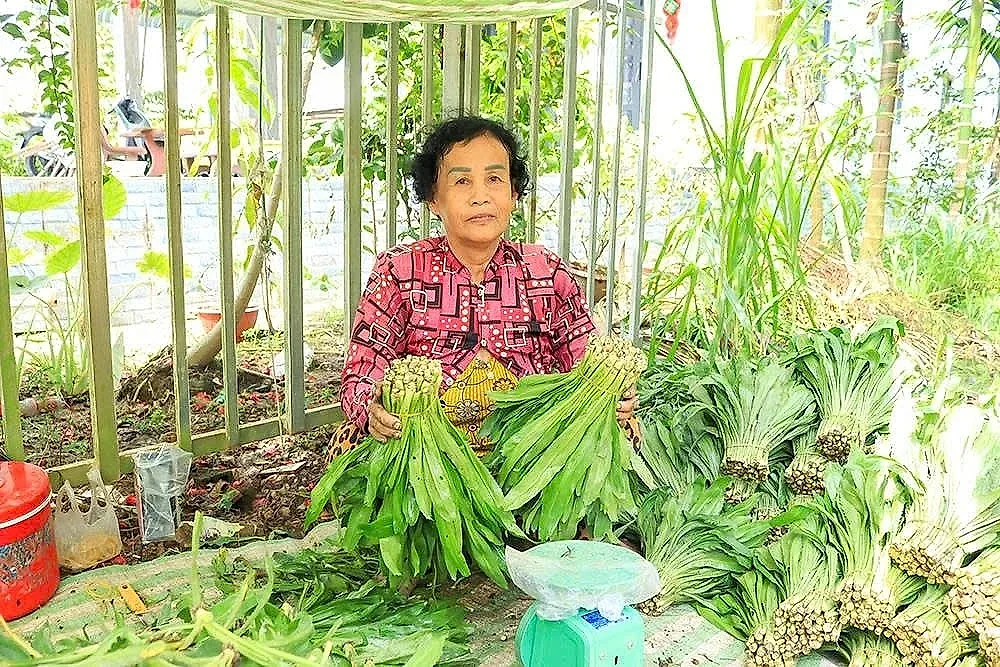 nông dân Cần Thơ trồng ngò gai