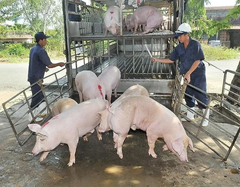Giá heo hơi hôm nay 29/5/2026: Thị trường tuột mốc 70.000 đồng/kg — Báo Lào Cai