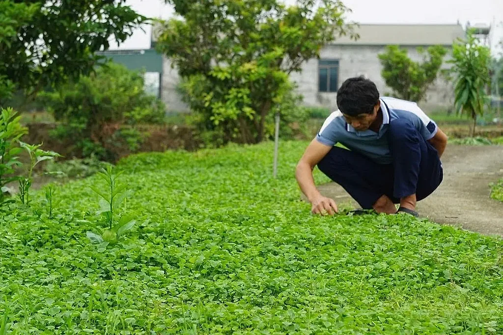 Loại rau từng “chống đói” nay giúp nông dân Thanh Hóa thu về hàng trăm triệu đồng — Hợp tác xã Cây trồng và Vật nuôi Đồng Ngâu