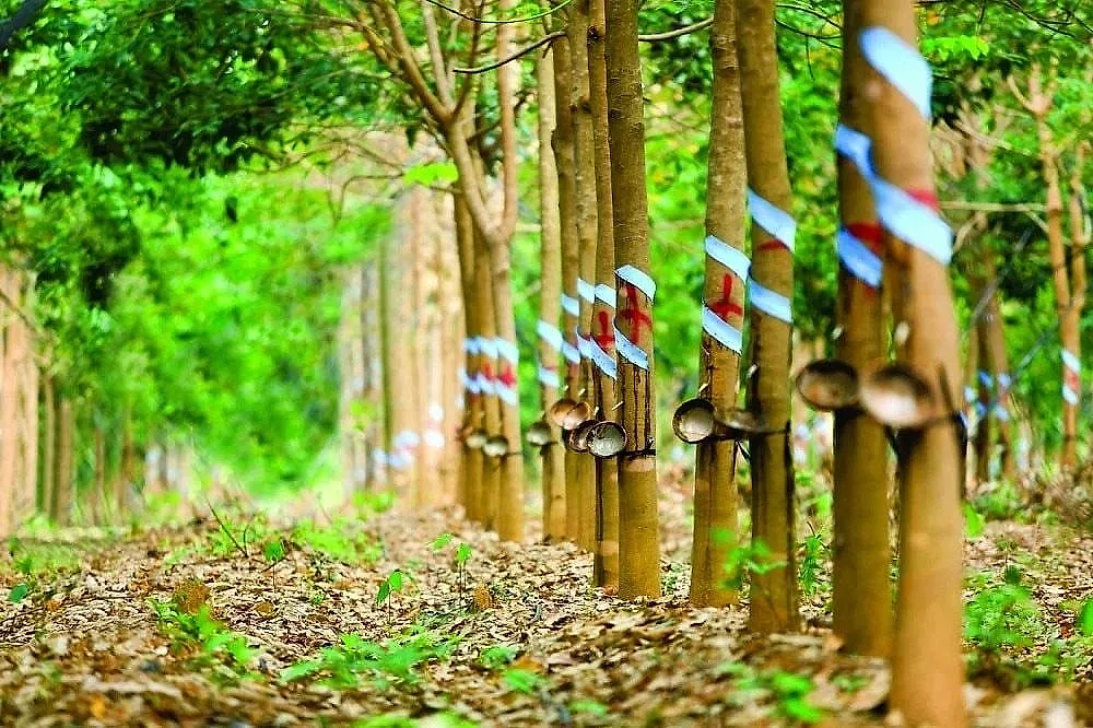 Vào ngày 20/5, Cao su Phước Hòa (PHR) đã công bố hai thông tin quan trọng