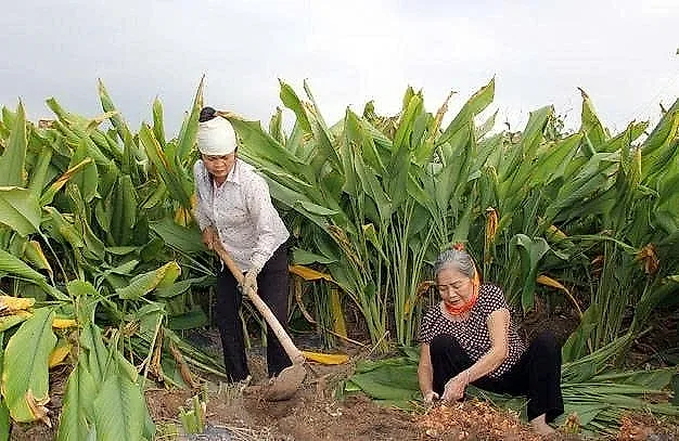 Canh tác loại dược liệu vườn nhà mang về tiền tỷ cho người nông dân Hưng Yên