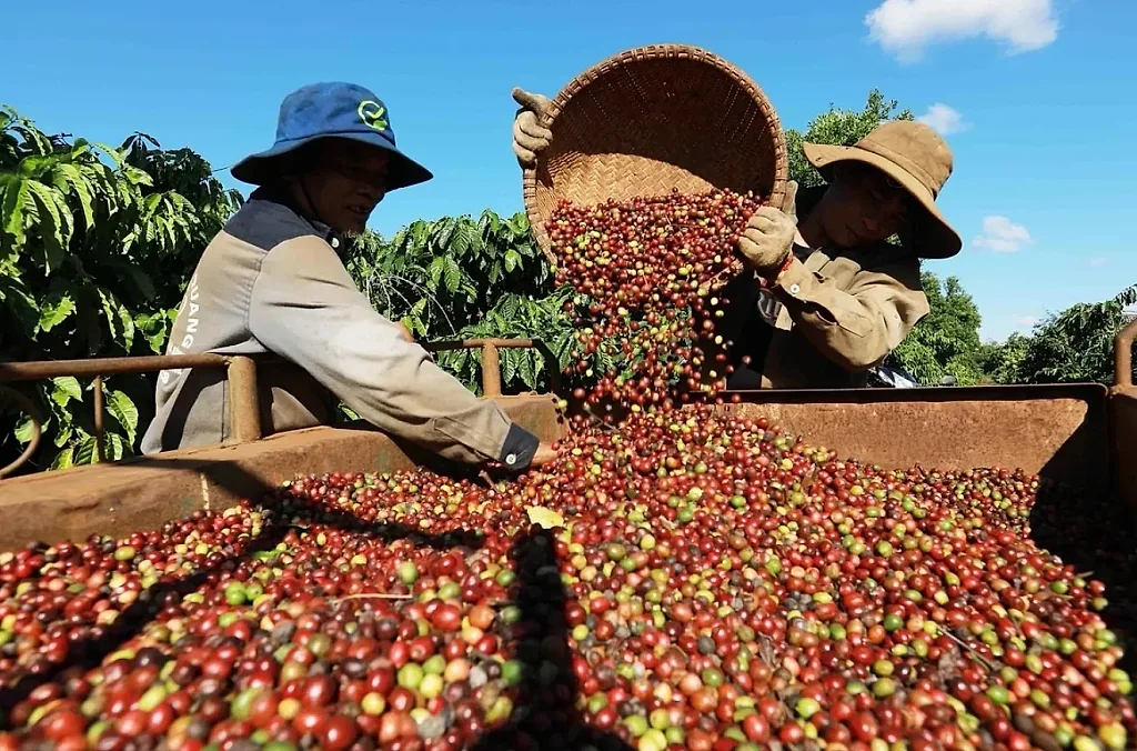 Chủ động dữ liệu để nông sản Việt không bị động trước EUDR