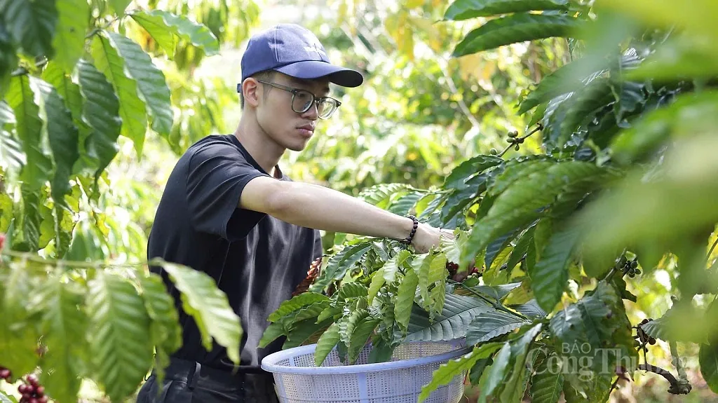 Giá cà phê hôm nay 30/5/2026: Đột ngột giảm sâu 1.800 đồng — Reuters