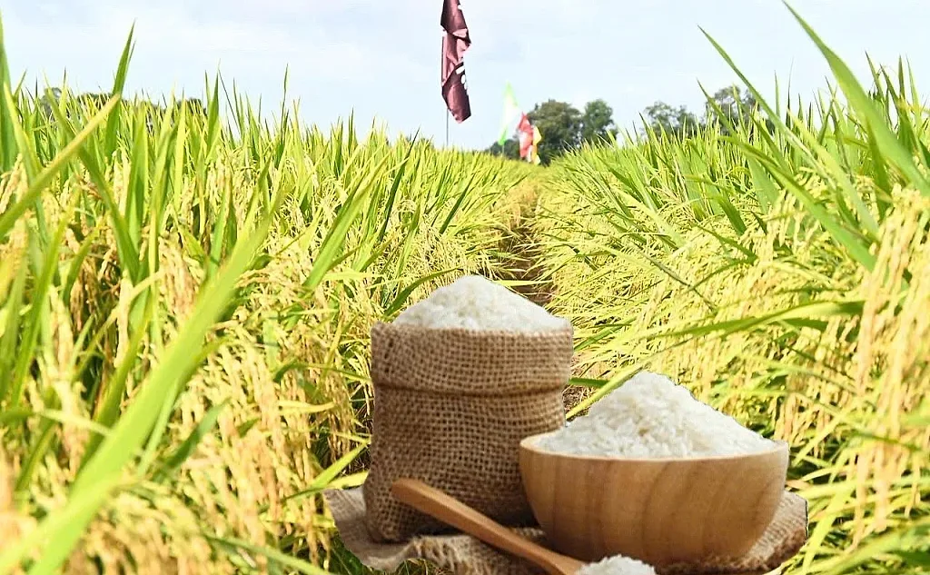 Giá lúa gạo hôm nay ngày 30/5/2026: Gạo nguyên liệu xuất khẩu tăng