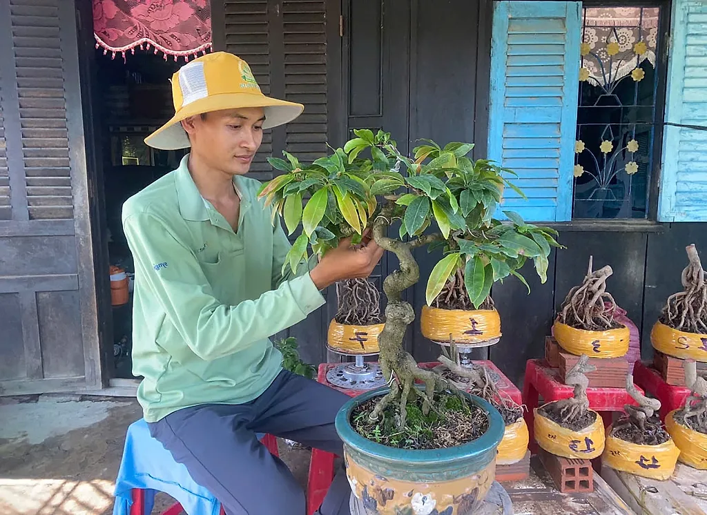 Những gốc mai vàng và cách người nông dân An Giang vươn lên làm giàu