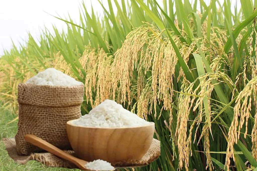 Giá lúa gạo hôm nay ngày 31/5, tuần qua: Lúa, gạo xuất khẩu biến động