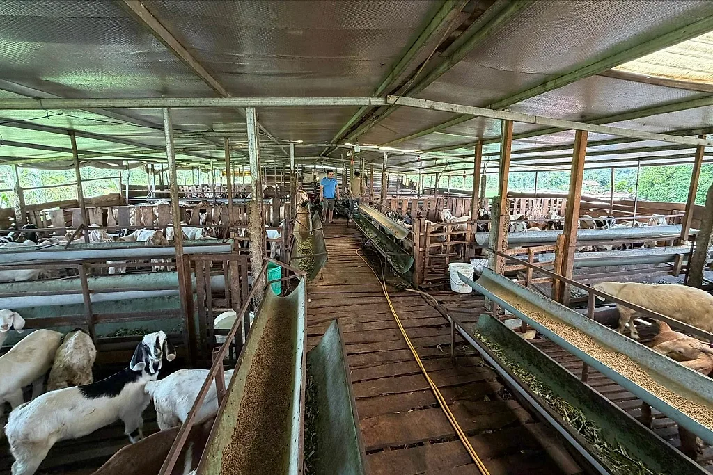 Nghị lực thoát nghèo, chàng nông dân 9X gây dựng đàn dê hàng trăm con, cho nguồn thu lớn mỗi năm