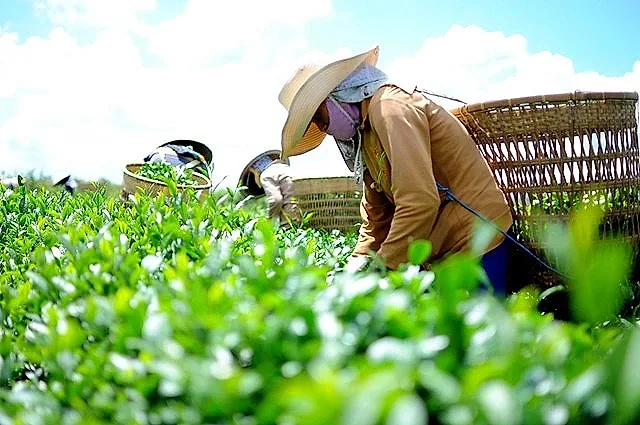 Xuất khẩu chè: Nâng cao năng lực cạnh tranh từ chiến lược dài hạn