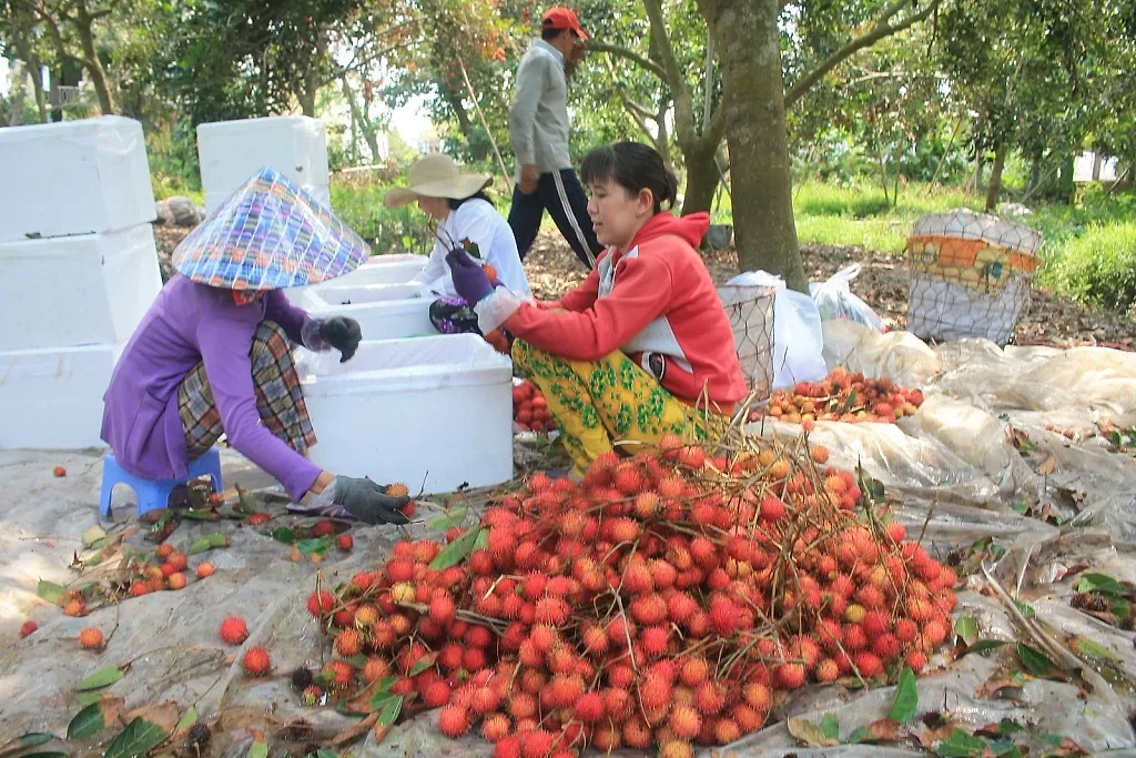 Vĩnh Long: Mô hình mới giúp nông dân gia tăng giá trị trên từng hecta cây ăn trái — UBND xã Tân Quới