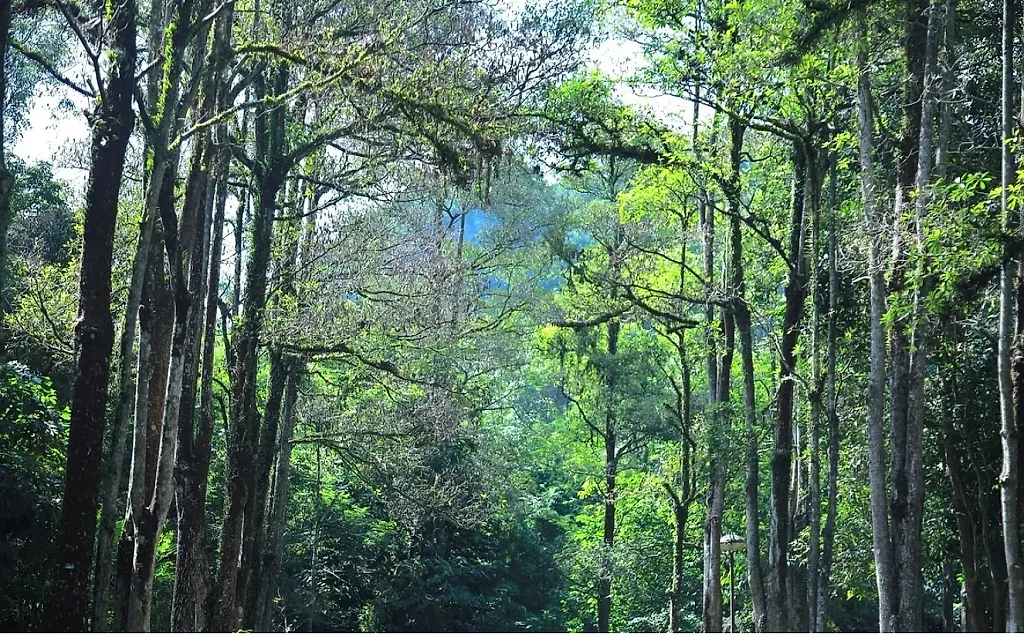 Tín chỉ carbon rừng: Cơ hội lớn nhưng không dễ thu lợi — Forest Trends