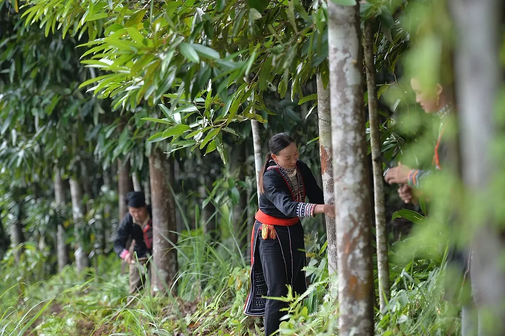 Từ keo, mỡ sang giống cây "vỏ thơm", nông dân Tuyên Quang mở hướng làm ăn mới — UBND xã Đồng Tâm