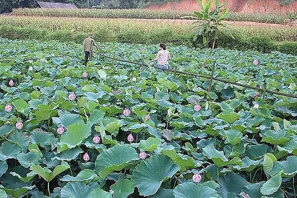 Nông dân trồng sen Lào Cai