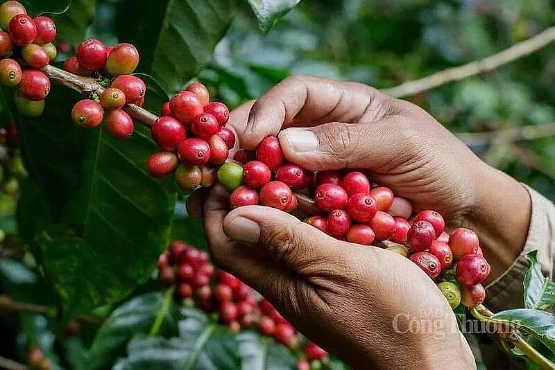 Nguồn cung cải thiện, giá cà phê giảm xuống mức thấp nhất nhiều tháng — Sở Giao dịch Hàng hóa Việt Nam