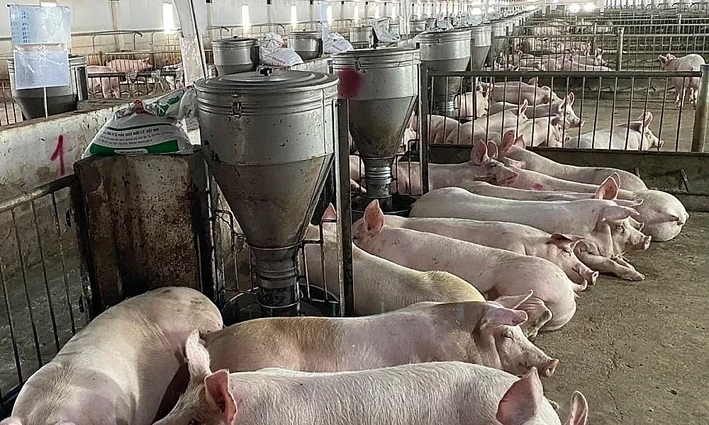 Giá heo hơi hôm nay 5/6/2026: Thị trường dao động 66.000 - 68.000 đồng/kg