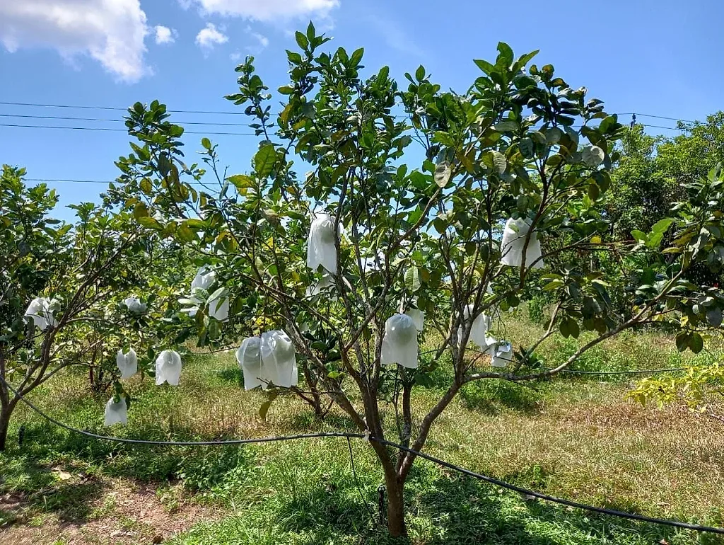 Một mô hình mới đang giúp nhiều hộ dân Quảng Trị thay đổi cách làm kinh tế trên đất đồi