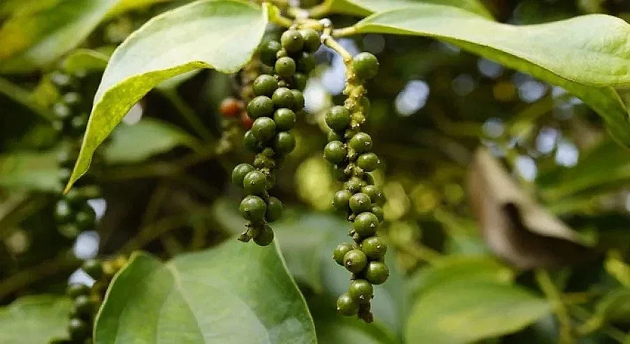 Giá tiêu hôm nay 7/6/2026: Xuất khẩu mang về gần 800 triệu USD