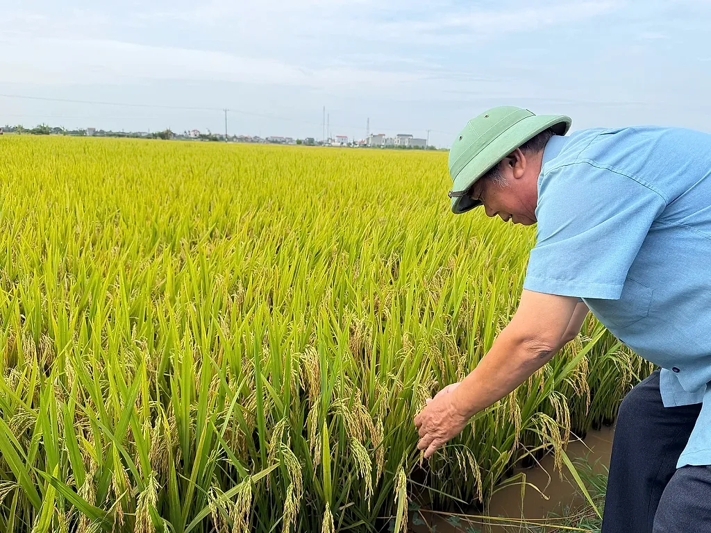 Đồng bằng sông Hồng ‘thử sức’ với lúa phát thải thấp