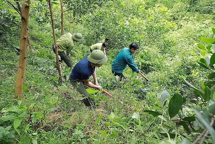 Người nông dân Quảng Trị thu 300 - 400 triệu đồng nhờ "trồng cây"