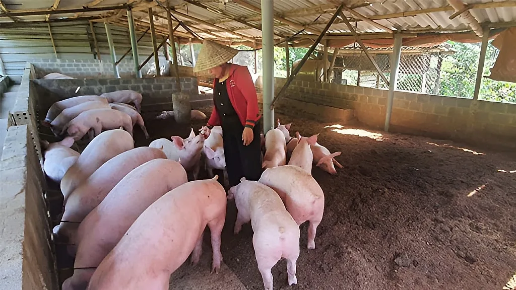 Nông dân Tuyên Quang đổi cách làm để có nguồn thu đều hơn