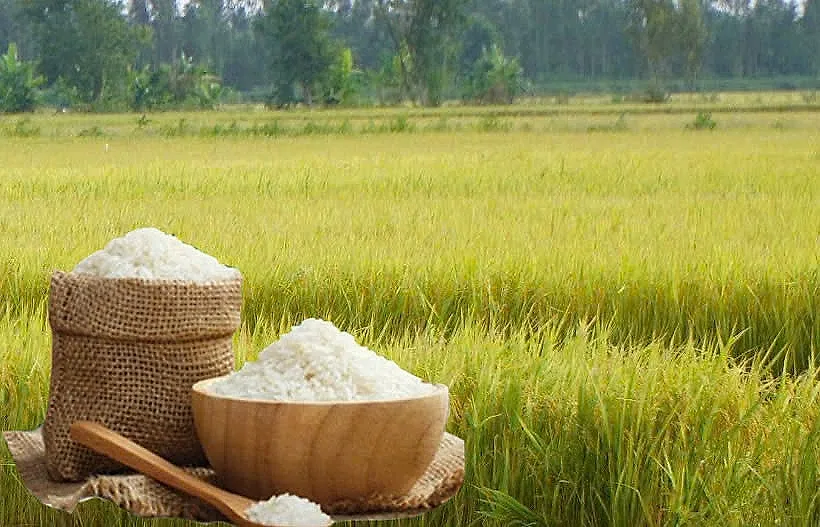 Giá lúa gạo hôm nay ngày 20/6: Gạo thơm Jasmine tăng 2.000 đồng/kg
