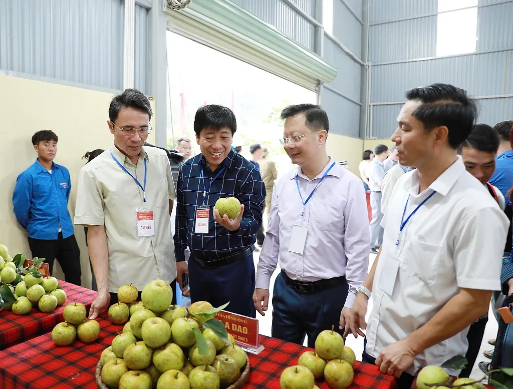 Lai Châu: Ngày hội hái lê 'chốt' 5 tấn hàng trong 4 tiếng