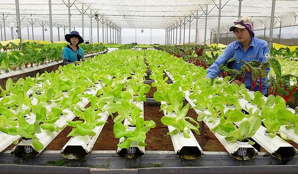 Phê duyệt Chương trình tổng thể về phát triển kinh tế tập thể giai đoạn 2026 - 2030