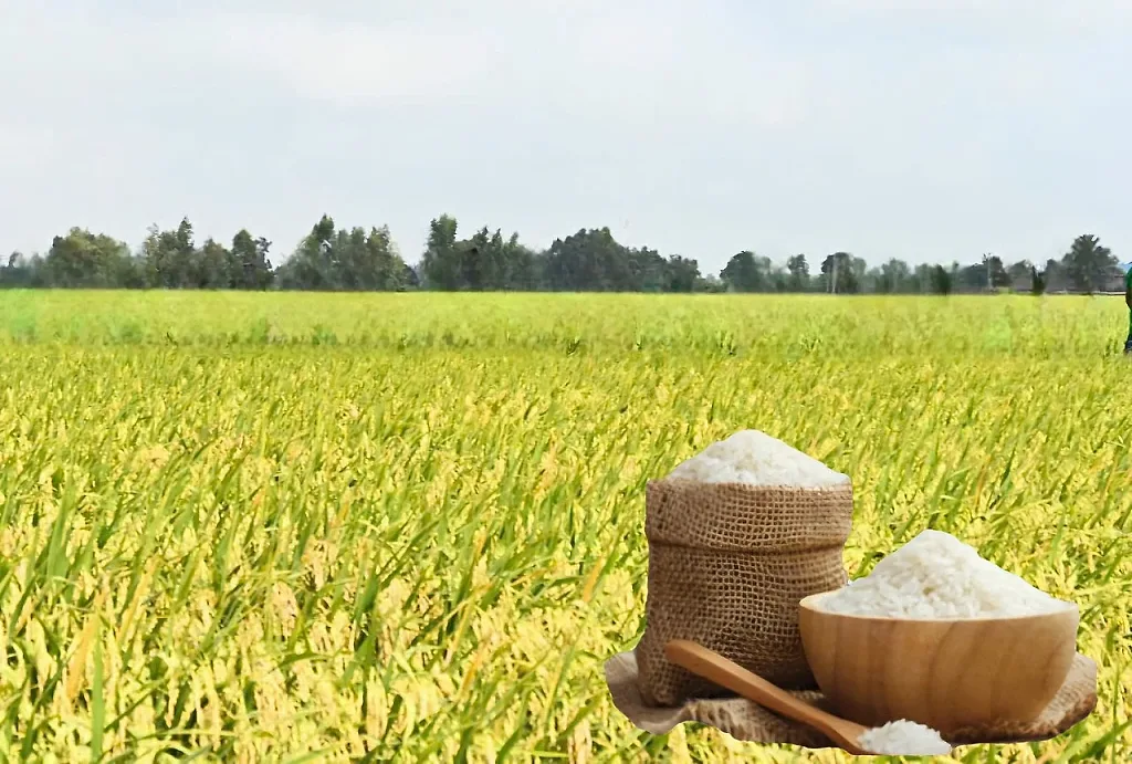 Giá lúa gạo hôm nay ngày 25/6: Gạo nguyên liệu xuất khẩu tăng