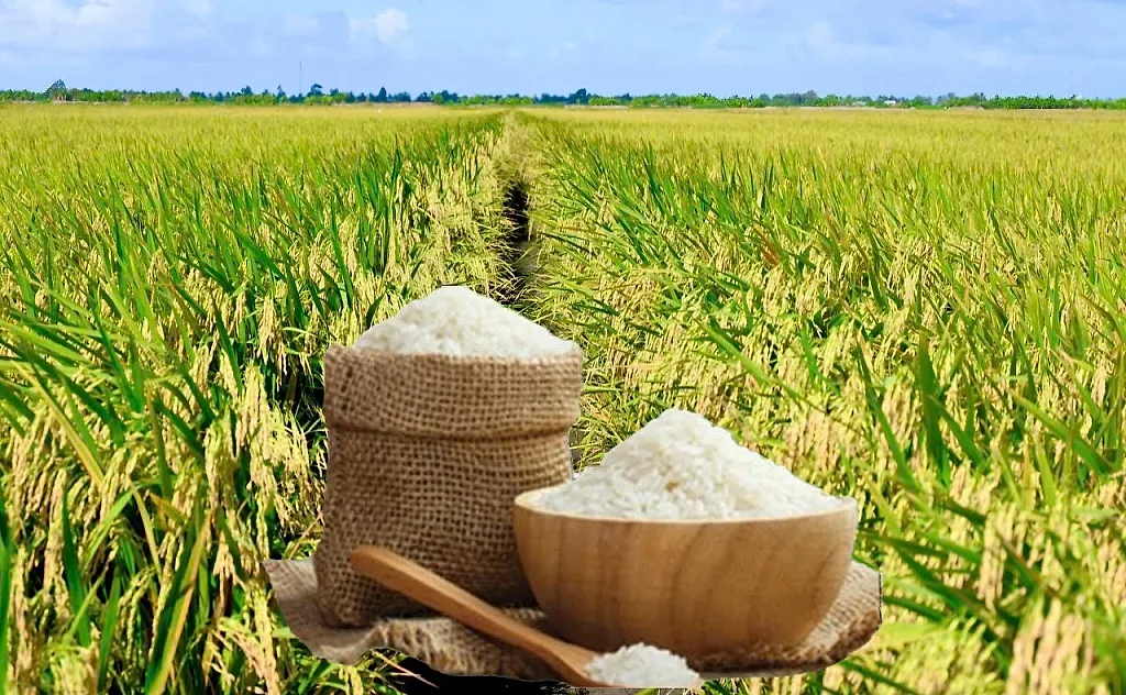 Giá lúa gạo hôm nay ngày 27/6/2026: Lúa tươi giảm nhẹ