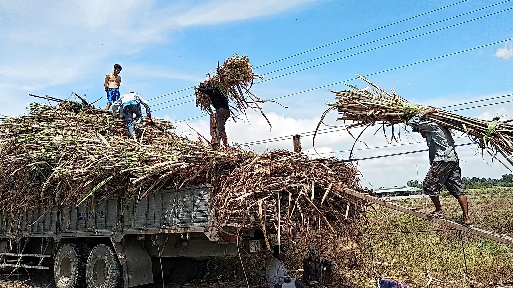 Bộ Công Thương công bố kết quả rà soát mới nhất về chống lẩn tránh đường mía