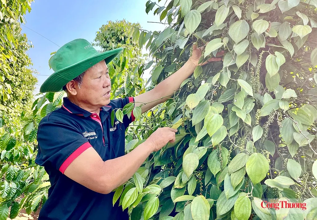 Giá tiêu hôm nay 15/7/2026: Đảo chiều tăng mạnh 2.000 - 3.000 đồng/kg