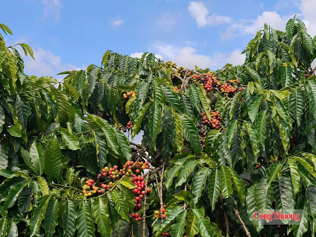 Giá cà phê hôm nay 15/7/2026: Đi ngang, cao nhất 95.000 đồng/kg