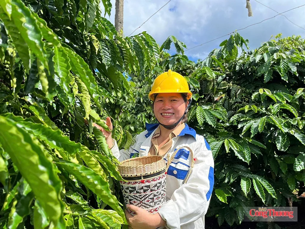 Giá cà phê hôm nay 18/7/2026: Bật tăng mạnh 1.500 đồng/kg