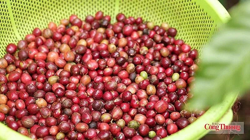 Giá cà phê tăng khi tồn kho Arabica giảm xuống mức thấp nhất