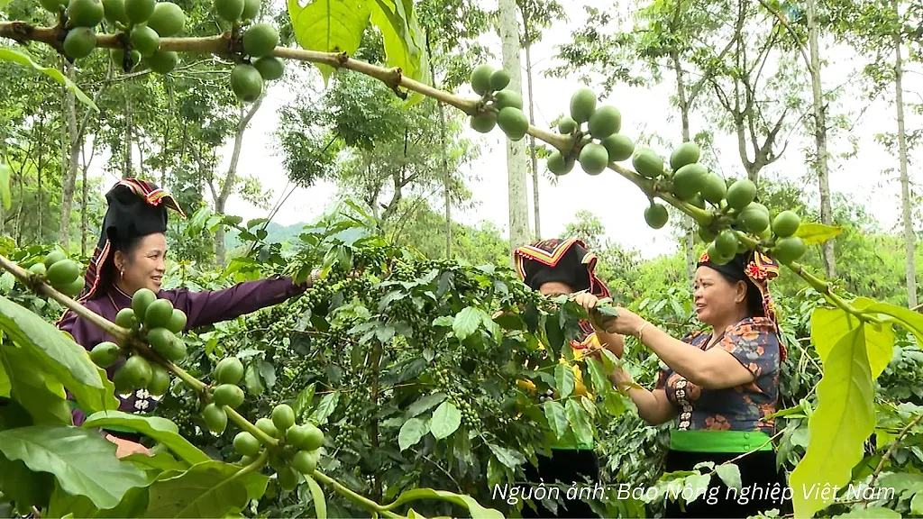 Mở lối cho Arabica Điện Biên chinh phục phân khúc xuất khẩu cao cấp