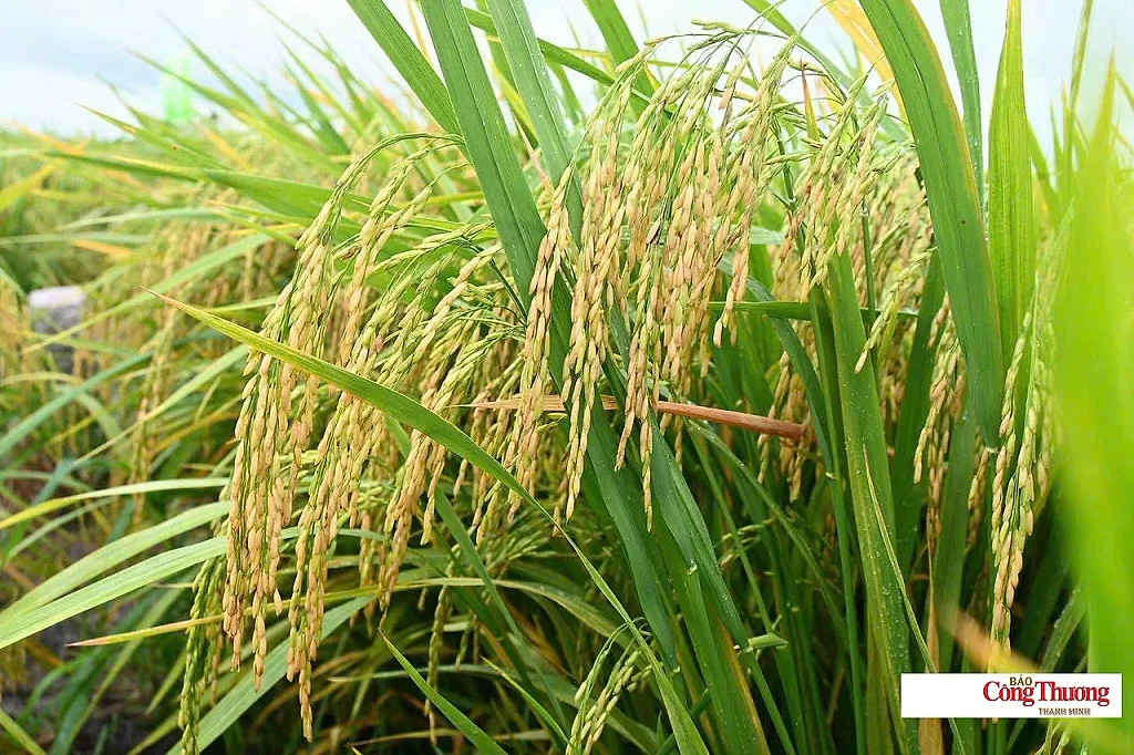 Giá lúa gạo hôm nay ngày 26/7 và tuần qua: Gạo xuất khẩu biến động mạnh